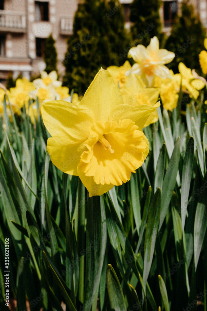 Blooming yellow daffodils or narcissus garden bed close up, natural light, natural colors Blooming yellow daffodils or narcissus garden bed close up, natural light, natural colors