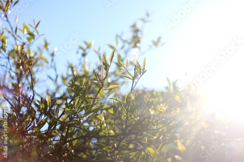 Lemon tree in a garden, illuminated by sunlight. Selective focus.
