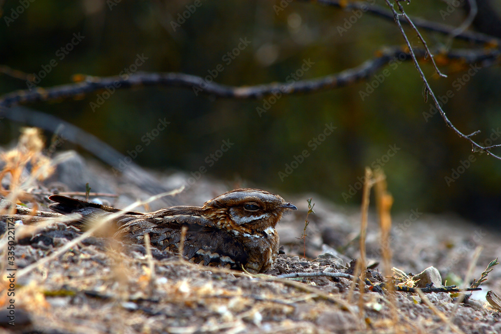 Nightjars with selective focus on a forest floor during summer. Nightjars with selective focus on a forest floor during summer.