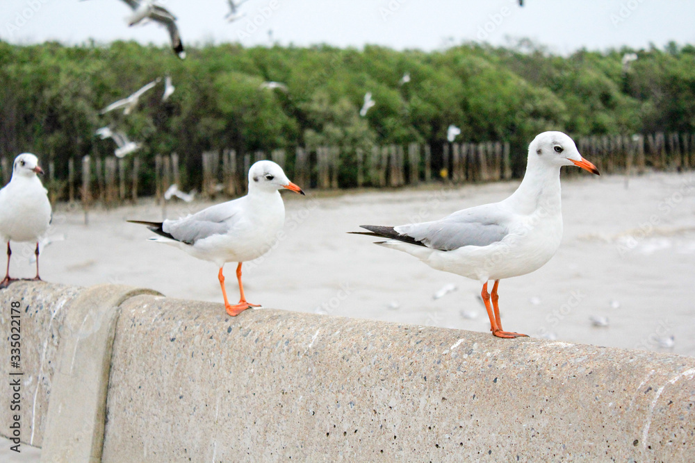 Seagulls standing on the railing at Bangpoo Samut Prakarn Thailand Seagulls standing on the railing at Bangpoo Samut Prakarn Thailand