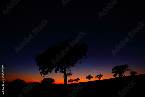 Night landscape with trees on a hill and dark sky.