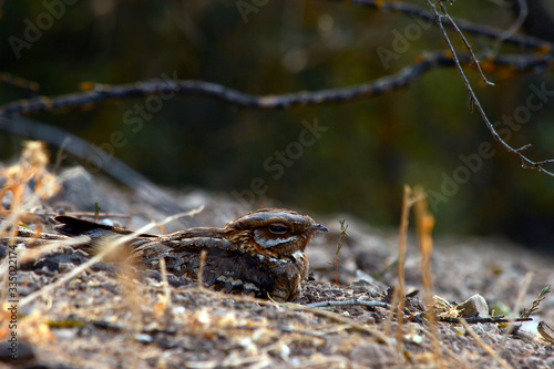 Nightjars with selective focus on a forest floor during summer. © Manuel