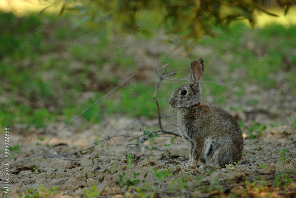 Selective focus rabbit sitting on the grass ground in the countryside in spring. Selective focus rabbit sitting on the grass ground in the countryside in spring.