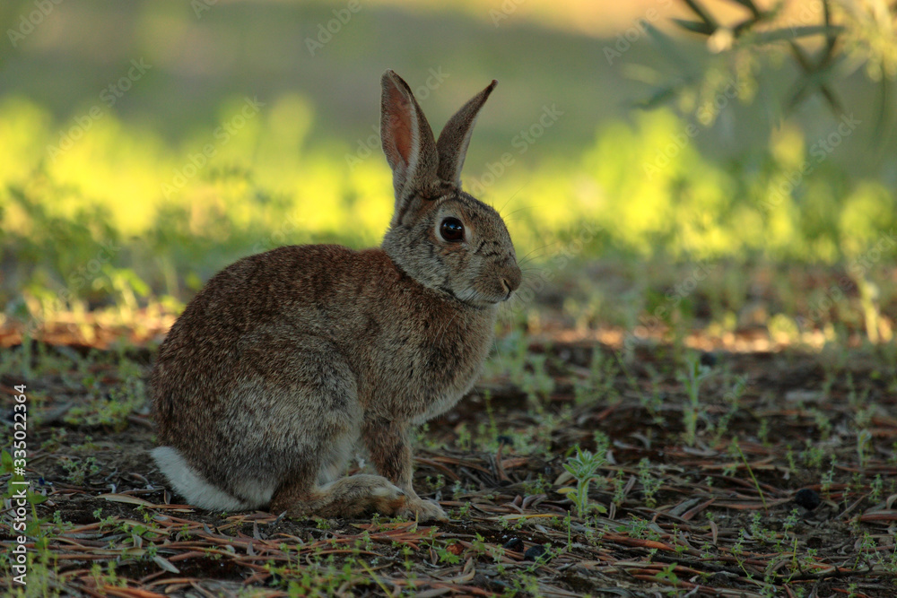 Fototapeta premium Selective focus rabbit sitting on the grass ground in the countryside in spring.