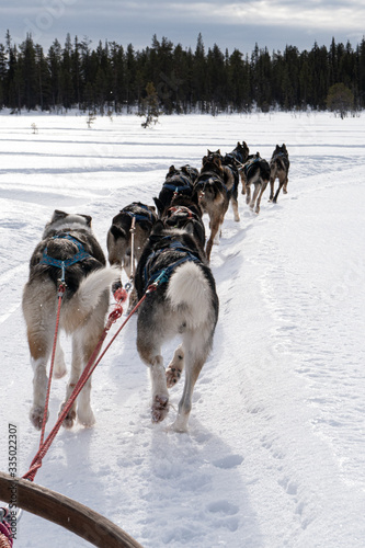 Schlittenhunde, Schlittenfahrt, Schnee, Lappland