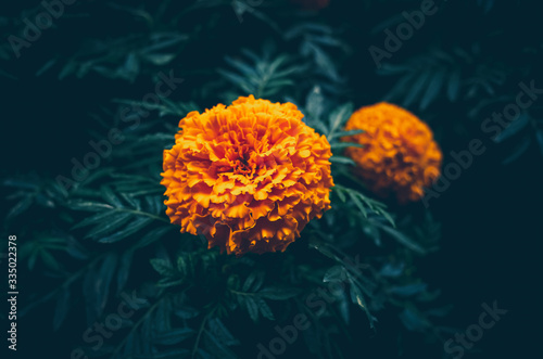 Orange marigold flowers photo