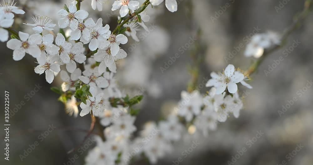 Flowering spring tree. Easter fresh pink blossoming apricot closeup. Blooming backdrop on black 4K UHD video. Beautiful Spring Apricot tree blossom open. Nature. Flower close up.Pink peach fruit tree Flowering spring tree. Easter fresh pink blossoming apricot closeup. Blooming backdrop on black 4K UHD video. Beautiful Spring Apricot tree blossom open. Nature. Flower close up.Pink peach fruit tree