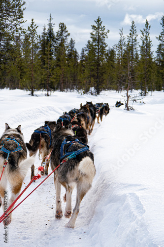 Schlittenhunde, Schlittenfahrt, Schnee, Lappland