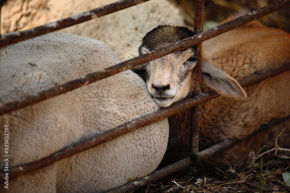 Boring sheep confined in a fenced stable.