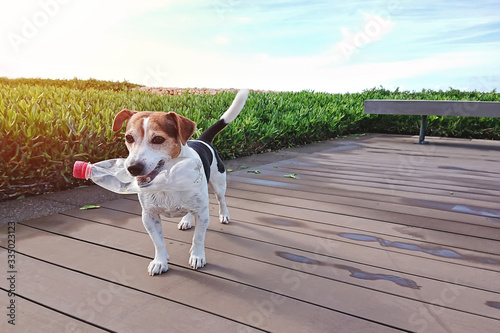 Wallpaper Mural Cute dog holds plastic bottle in mouth outdoor Torontodigital.ca