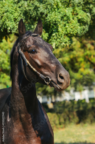 Fotografie Etalon noir trakehner