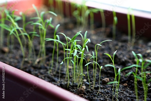 Sprouts of young dill
