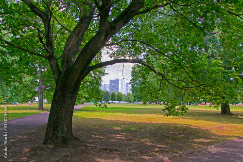 Alley in Kaliningrad Park. Tree photo