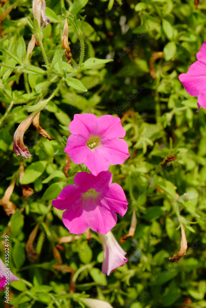 colorful flowers hang up in the garden colorful flowers hang up in the garden