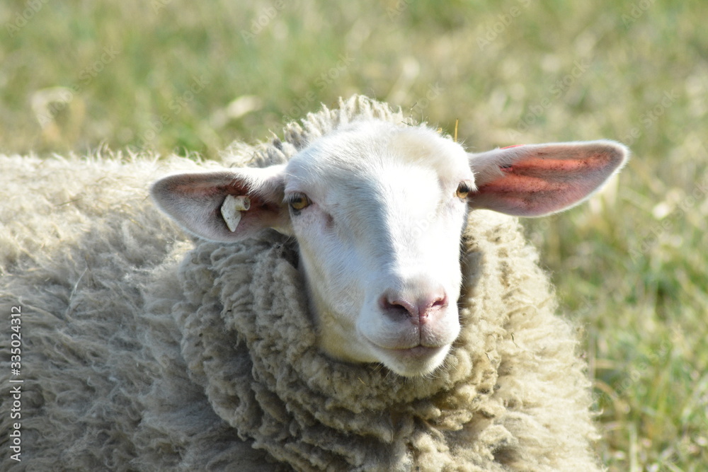 Schaf auf der Weide in verschieden Perspektiven Schaf auf der Weide in verschieden Perspektiven