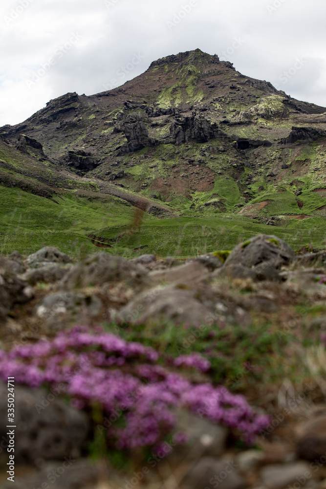 Mountain with flowers in the foreground