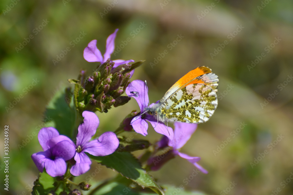 The orange tip butterfly (Anthocharis cardamines) on wildflower. Orange Tip butterfly, spring background The orange tip butterfly (Anthocharis cardamines) on wildflower. Orange Tip butterfly, spring background