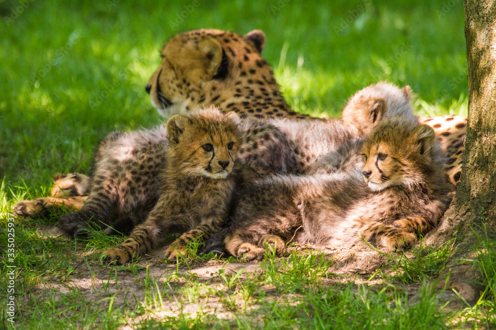 Obraz premium Gepardenjunge (Acinonyx jubatus), Gepardenbabies
