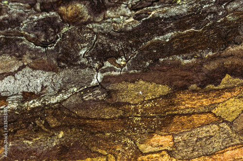 texture of the bark
