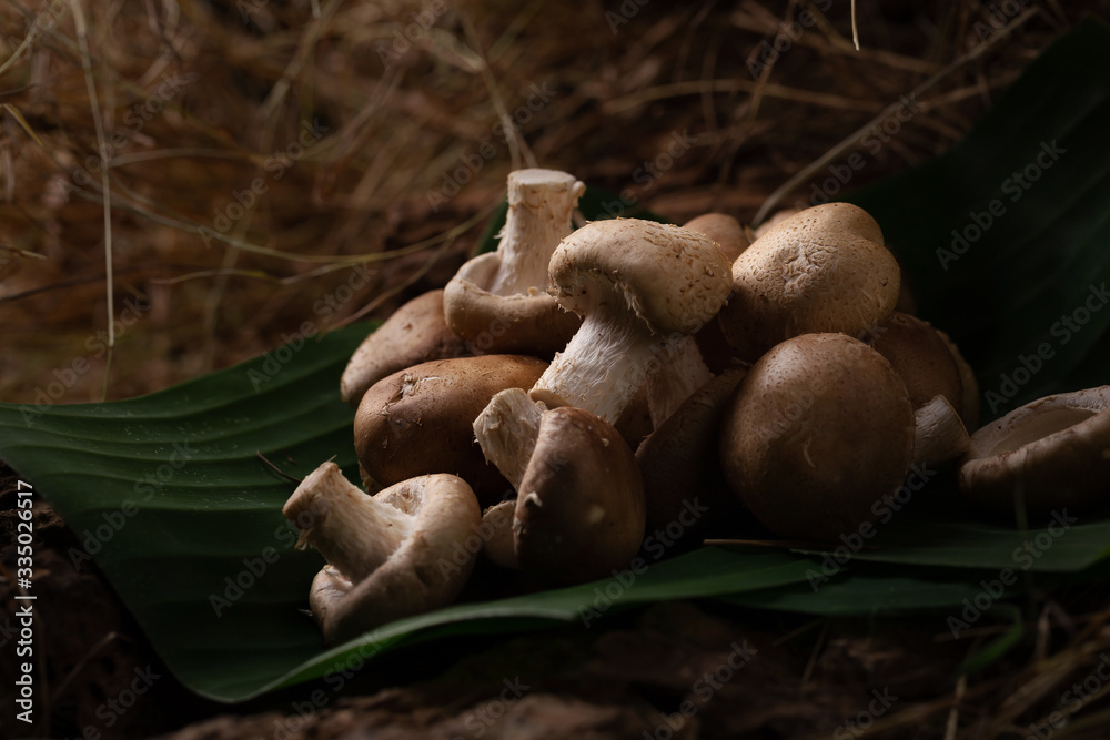 Close up of fresh shiitake mushrooms Still Life
