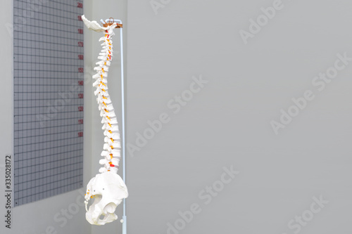 Artificial human cervical spine model in medical office. Copyspace for text