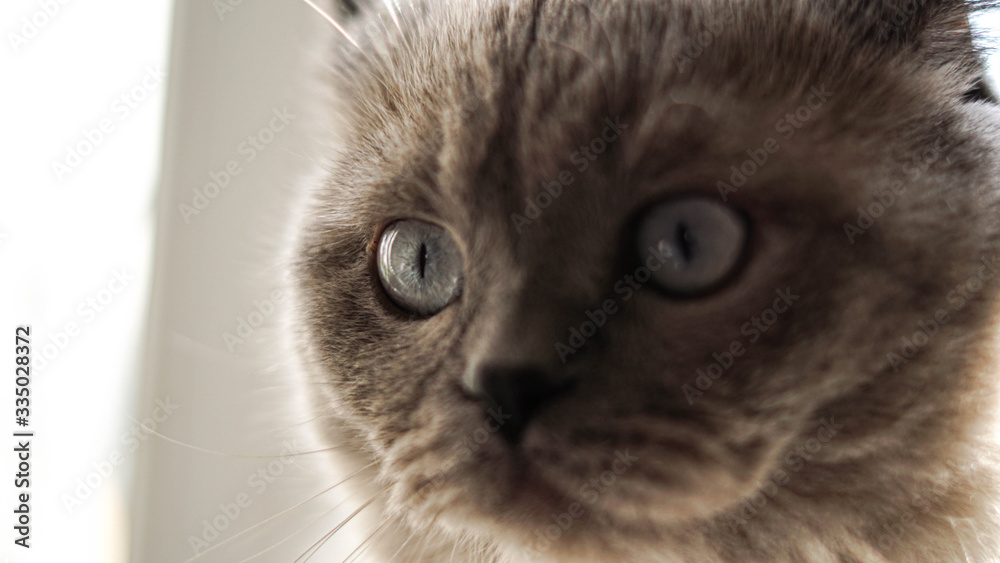 face of a beautiful home cat with beautiful eyes face of a beautiful home cat with beautiful eyes