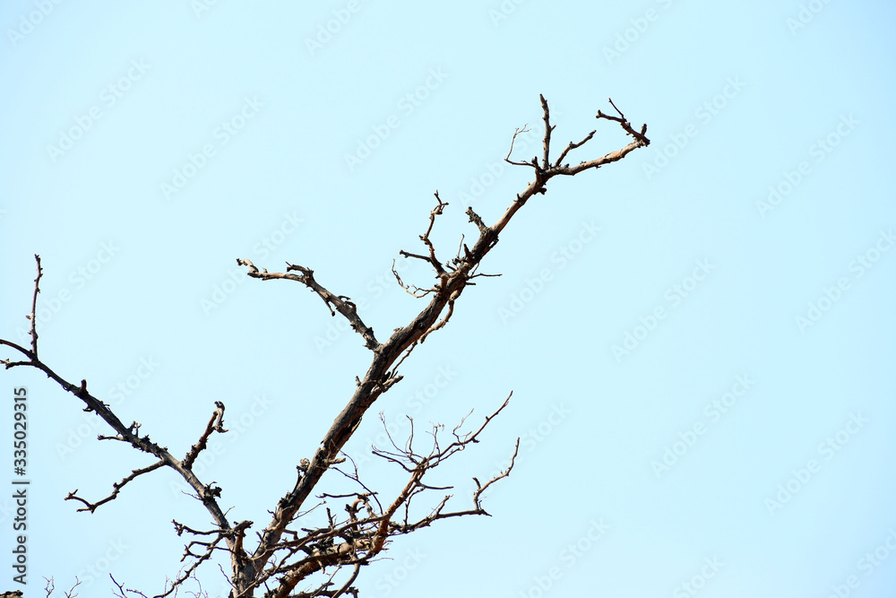 branch of tree branch of tree