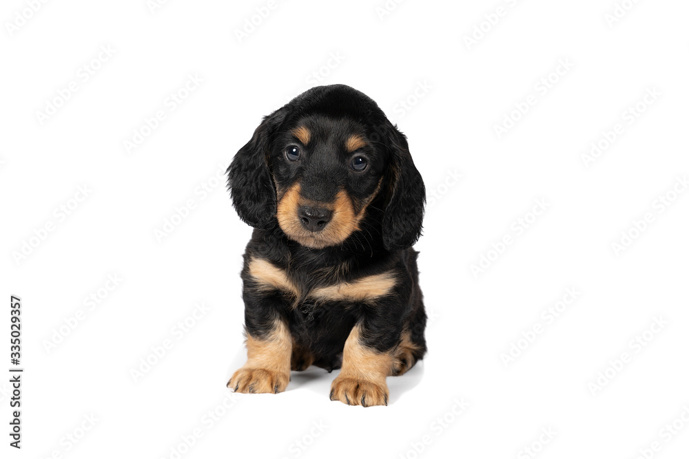 Portrait of a black and tan dachshund pup sitting isolated on a white background