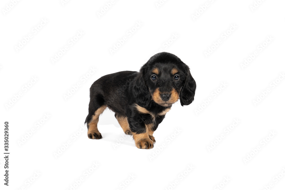 Portrait of a black and tan dachshund pup standing isolated on a white background Portrait of a black and tan dachshund pup standing isolated on a white background