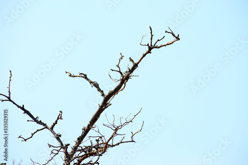 branch of tree