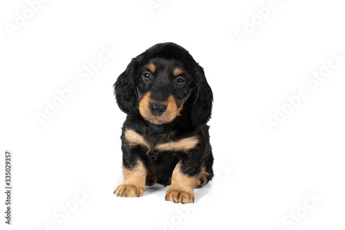 Portrait of a black and tan dachshund pup sitting isolated on a white background © Leoniek