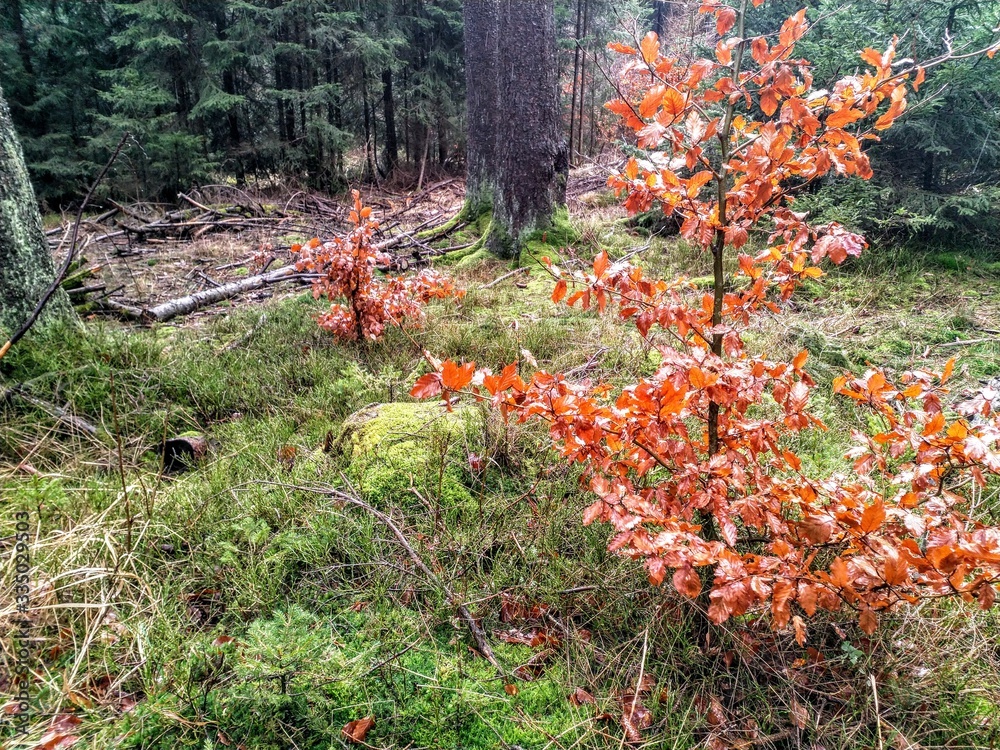 Spessart im Herbst