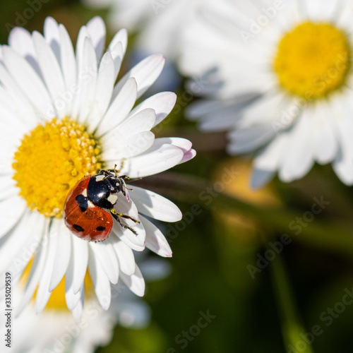Ladybird on a Daisy/Ladybug on a Daisy