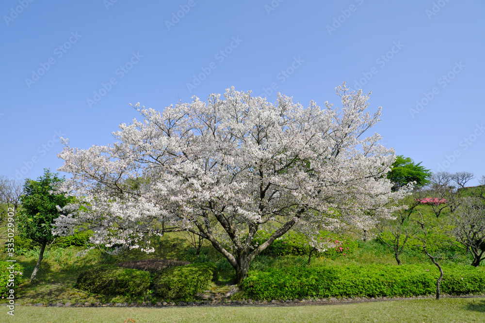 広角で撮影した満開の大島桜 広角で撮影した満開の大島桜