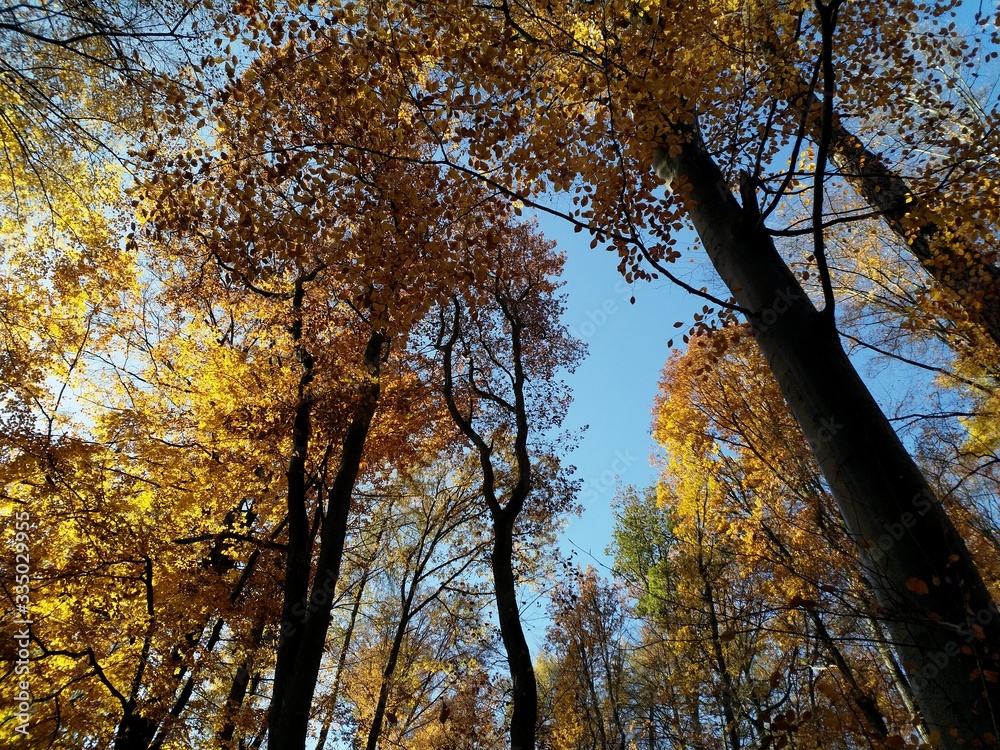 Obraz premium Spessart im Herbst