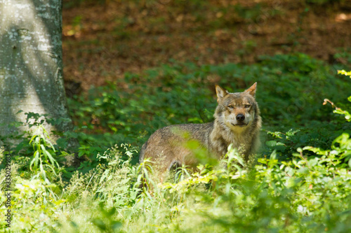 Wolf oder Grauwolf (Canis lupus)