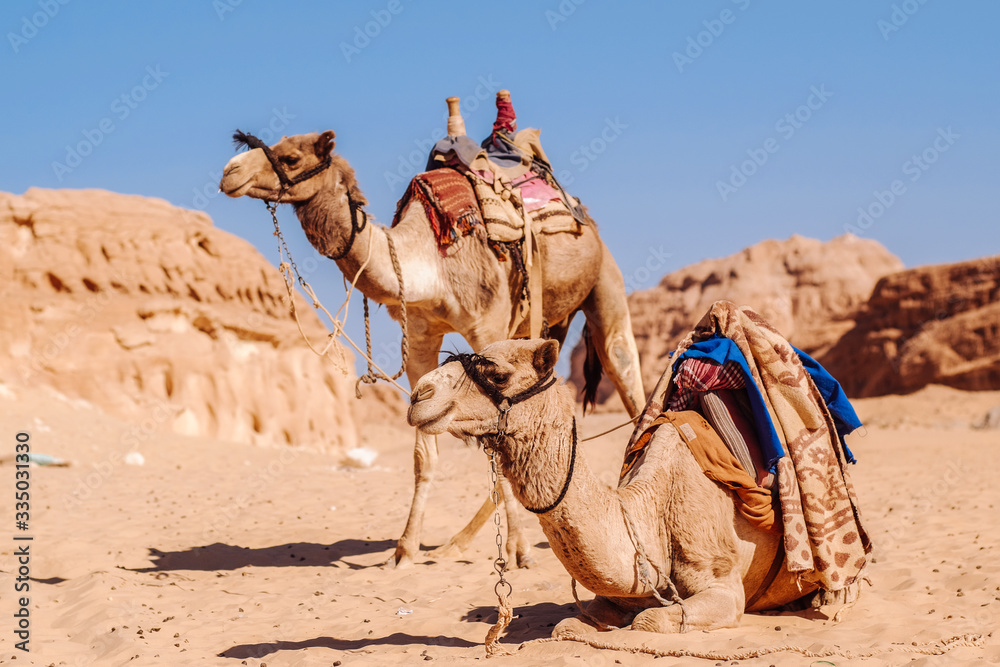 Fototapeta premium Two camels in Egypt desert
