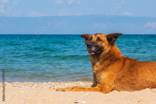 Red-haired big dog resting on the seashore, lying on the sand on the beach.