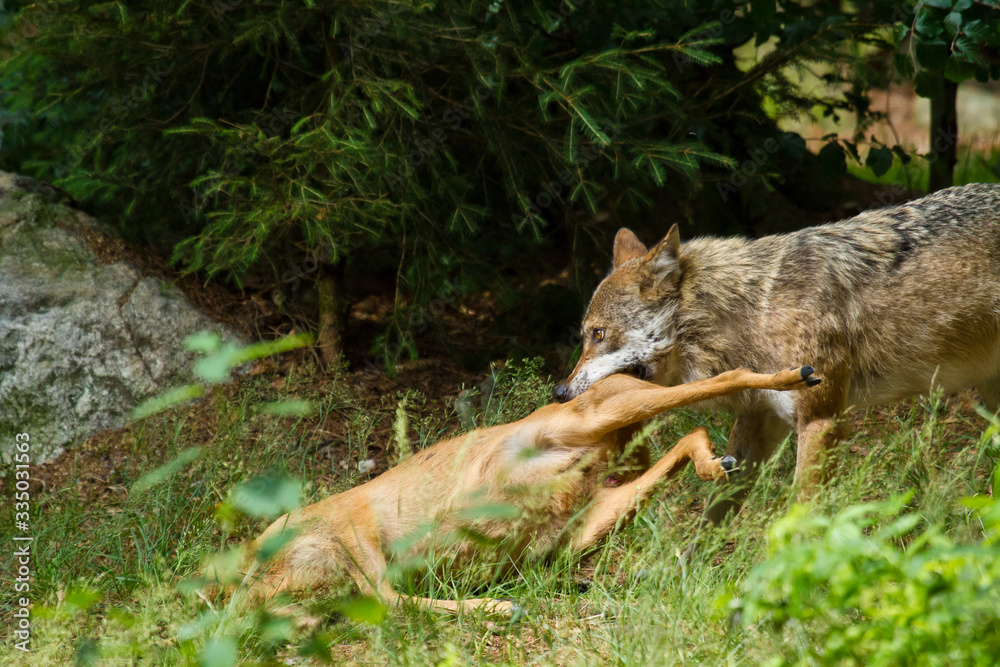 Wolf oder Grauwolf (Canis lupus) in Deutschland Wolf oder Grauwolf (Canis lupus) in Deutschland