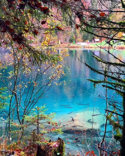 lake in forest © souma