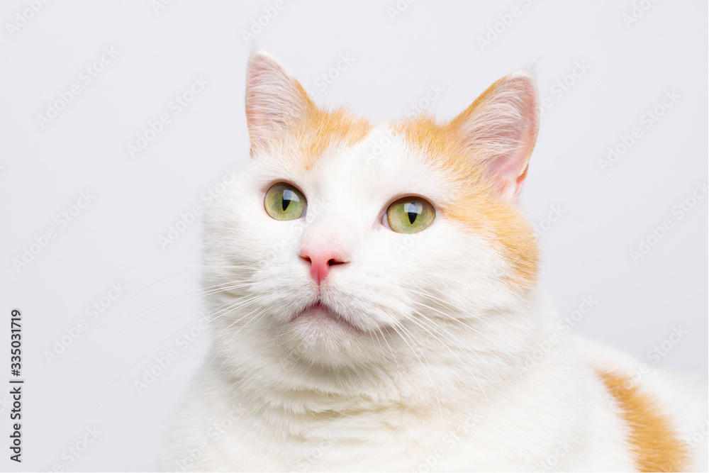 Cute white cat portrait at white background with copy space.