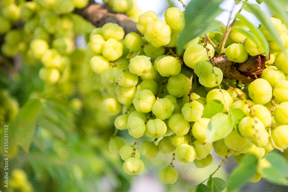Star gooseberry fruit , with vitamins and sour taste. Star gooseberry fruit , with vitamins and sour taste.