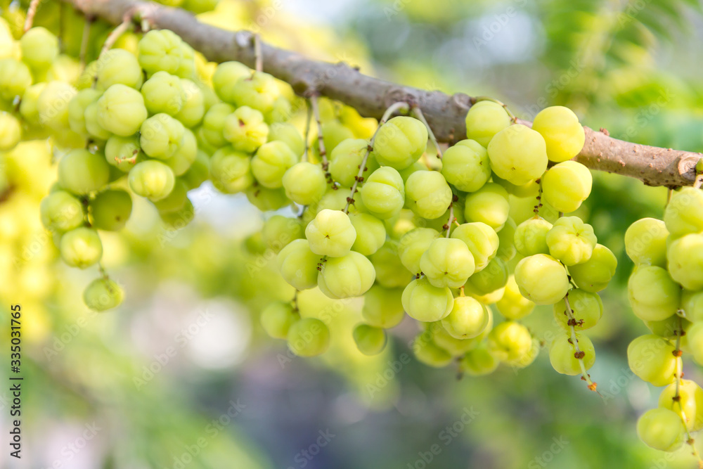 Star gooseberry fruit , with vitamins and sour taste. Star gooseberry fruit , with vitamins and sour taste.