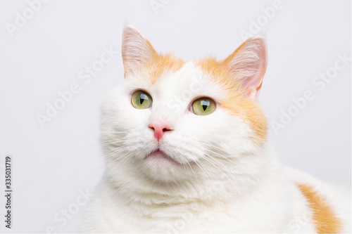 Cute white cat portrait at white background with copy space.