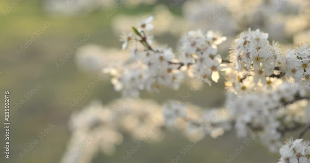 Flowering spring tree. Easter fresh pink blossoming apricot closeup. Blooming backdrop on black 4K UHD video. Beautiful Spring Apricot tree blossom open. Nature. Flower close up.Pink peach fruit tree 