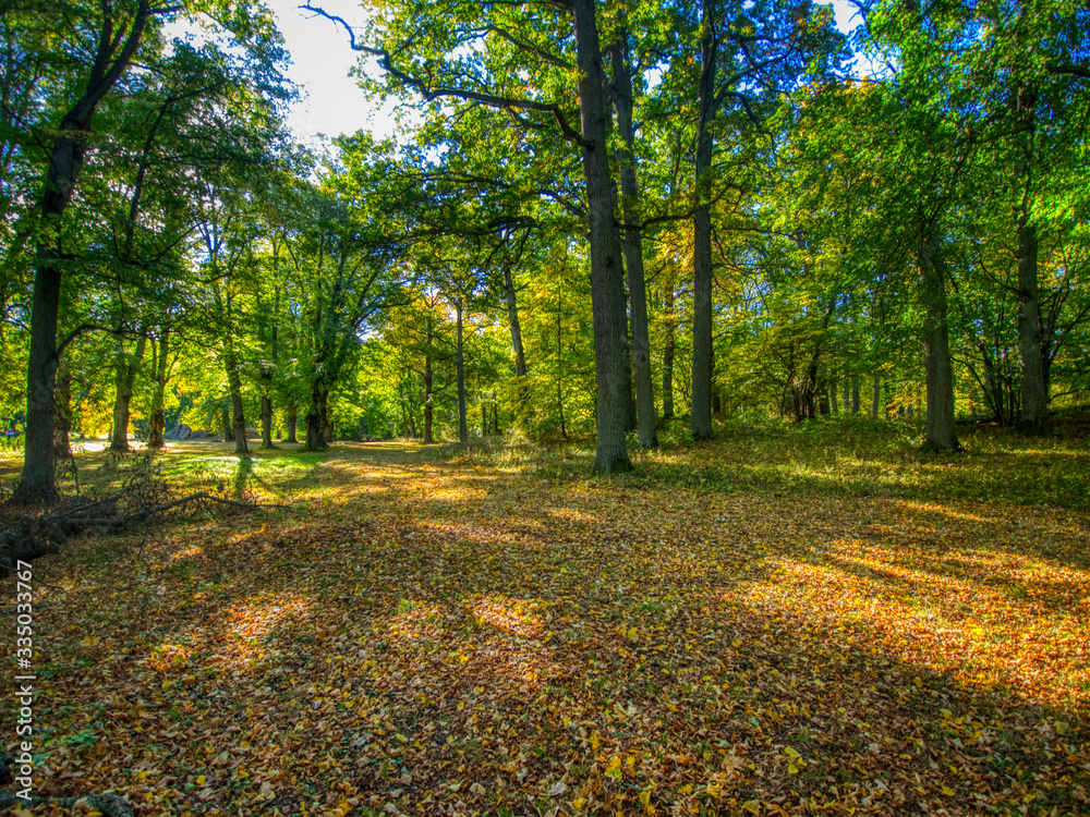 autumn in the forest autumn in the forest