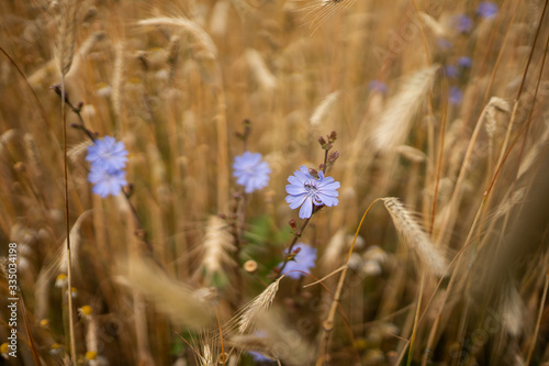 Common chicory, Cichorium intybus,  woody, perennial herbaceous plant dandelion family Asteraceae with bright blue flower.   photo