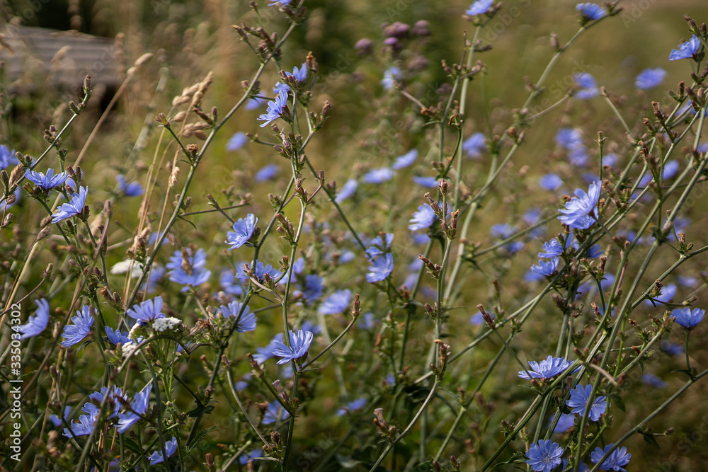 Φωτογραφία Common chicory, Cichorium intybus,  woody, perennial herbaceous plant dandelion family Asteraceae with bright blue flower