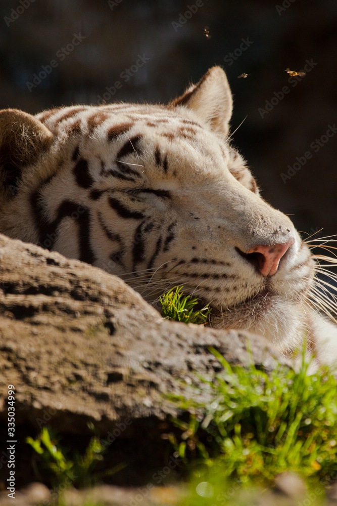 Weißer Bengal-Tiger (Panthera tigris tigris) Weißer Bengal-Tiger (Panthera tigris tigris)