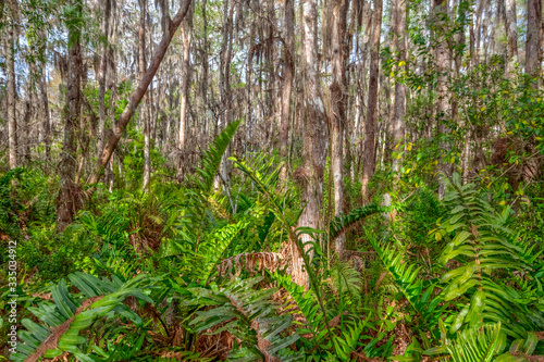 Everglades in Southern Florida